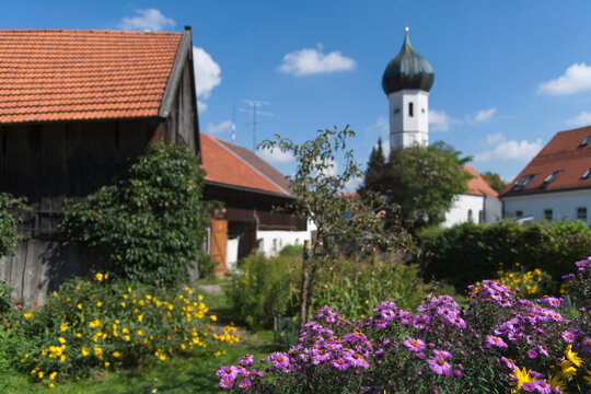 Germany, Bavaria, View of catholic church with farm house and Italian Aster in foreground