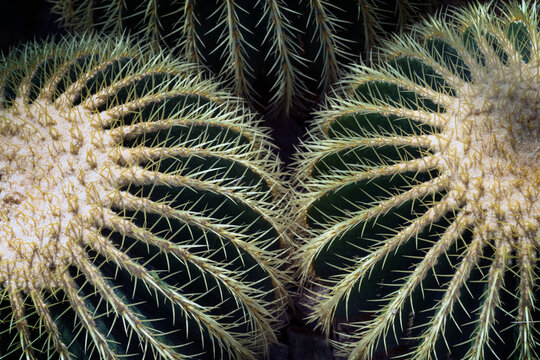 Germany, Munich, Botanical garden, Echinocactus grusonii, close up