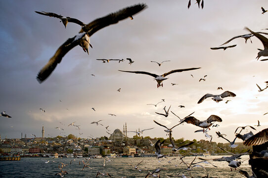 Turkey, Istanbul, View of Sultan Ahmed Mosque and Topkapi Palace