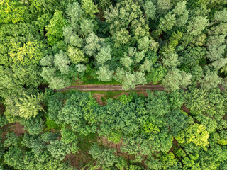 Naklejka premium Vast green forest stretch viewed from above, summer Poland.