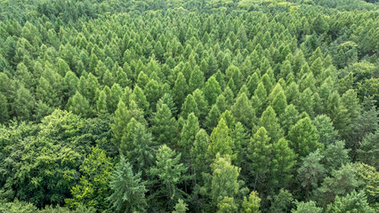 Naklejka premium Flying over an endless expanse of green forest, summer Poland.