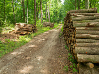 Forest path in Poland with stacked logs in sunrise light. © shaiith