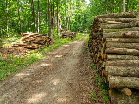 Forest path in Poland with stacked logs in sunrise light.