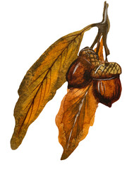 Hand-painted watercolor illustration of an oak branch with two dry autumn leaves and two brown acorns with natural caps, isolated on a transparent background © Volodymyr