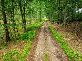 Fototapeta premium Sunlit summer woodland trail passing vibrant green trees, Poland.