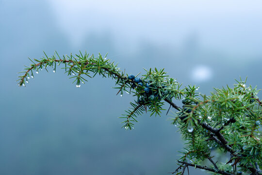 Horizontal close up of juniper branch with berries and water drops in misty forest