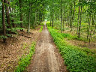 Fototapeta premium Path through green Polish forest on a sunny summer day.