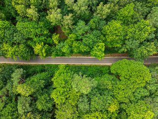 Fototapeta premium Peaceful summer road along a green, sunlit Polish road.