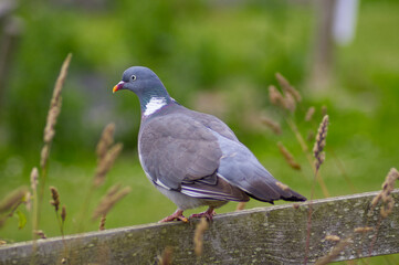 Fototapeta premium Detailed close up of a Common Wood Pigeon (Columba palumbus) perched on an old wooden fence against a blurred green meadow background.