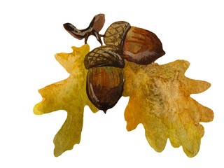Hand-painted watercolor illustration of an oak branch with two brown acorns and yellow autumn leaves, isolated on a transparent background © Volodymyr