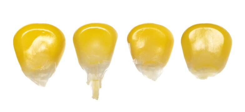 Set, fresh raw and immature corn kernels isolated on white background, clipping path	