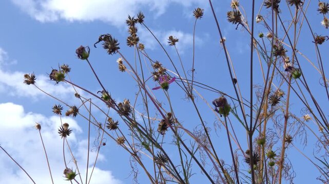 Dry wild plant stems and seed pods against blue sky with white clouds in autumn field, wide shot, sunlight. Freedom and Cycle of Life.
