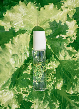 Natural extract, herbal oil in glass bottle, with seeds and green sprigs of spices inside. Background of fresh lettuce leaves. Organic culinary extracts, liquid spices, dressings, healthy eating