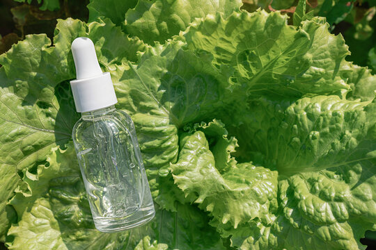 Skincare serum bottle with dropper, nestled among lush green lettuce leaves, natural beauty and organic cosmetics. Nature as laboratory, pure, eco-friendly beauty of plant origin, biotech cosmetics