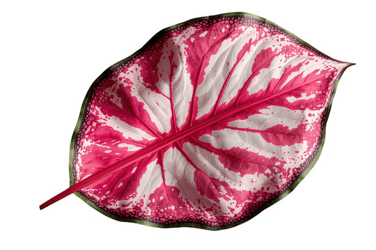 White pink and green caladium leaf with vivid veins