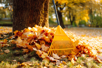 Plakat A rake stands upright in a pile of colorful leaves near a large tree in a park. The scene shows the bright colors of autumn foliage and a sunny day.