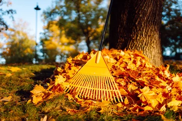 Fotobehang Onderzeeër A rake stands upright in a pile of colorful leaves near a large tree in a park. The scene shows the bright colors of autumn foliage and a sunny day.  © maxbelchenko