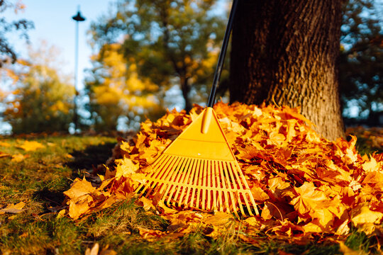 A rake stands upright in a pile of colorful leaves near a large tree in a park. The scene shows the bright colors of autumn foliage and a sunny day.