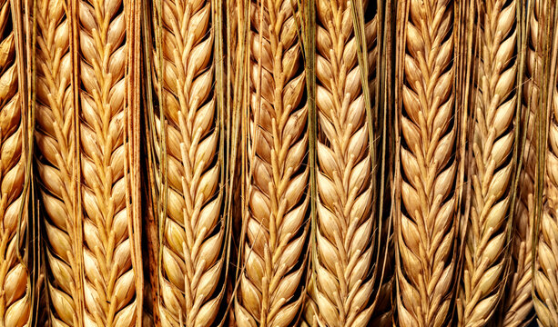 Barley crop close up macro background