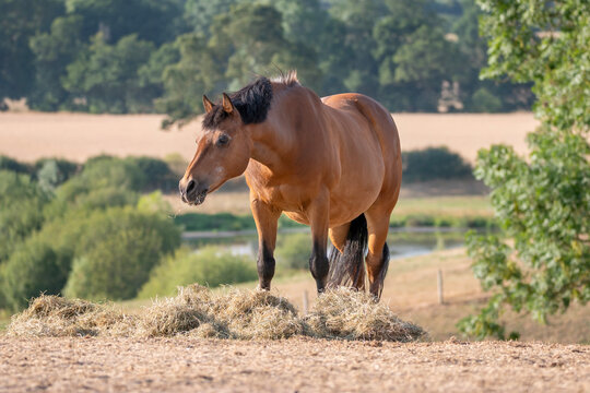 Horse grazing and feeding on hay in dry pasture with river landscape background