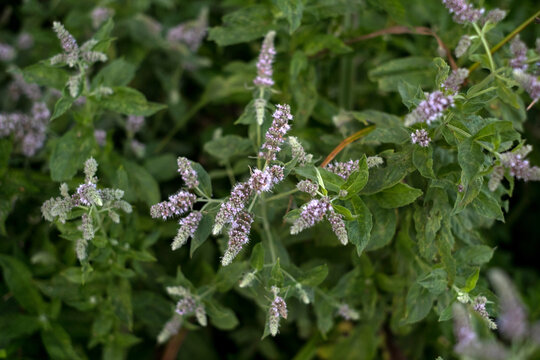 Blooming purple mint flowers with green leaves in garden for herbal tea and organic wellness concept