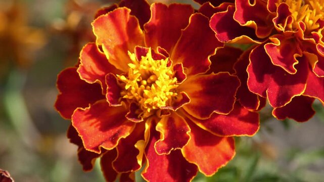 Hoverfly collecting nectar on red marigold Tagetes flower and taking off into air, close up, sunlight. Pollination and Hard Work.