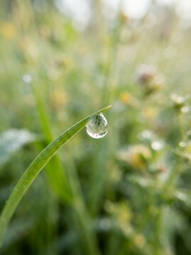 Close up of a single dewdrop on a blade of grass in the morning light.