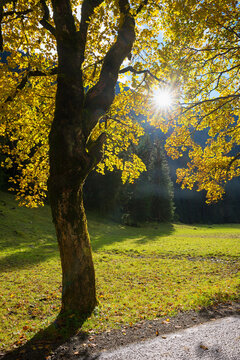 maple tree with golden leaves in autumn. Oytal valley near Oberstdorf