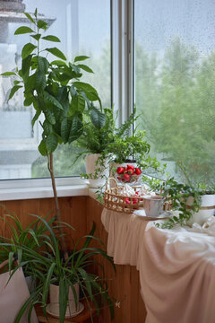 A cozy corner with green plants and a basket of strawberries is set on a wooden window ledge. Rain falls outside, adding a soft backdrop to the indoor scene