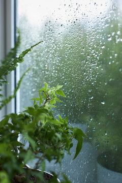 Rain falls on a window, creating droplets and a blurred view outside. Green plants sit on the window sill, adding life to the indoor scene
