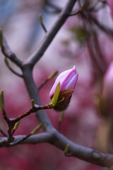 pink magnolia blossom © Ziru