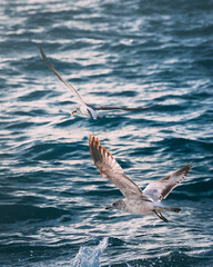 Seagull flies low above textured blue ocean waves, capturing motion, freedom and coastal wildlife in a dynamic marine scene ideal for travel, nature and environmental projects. © UQink