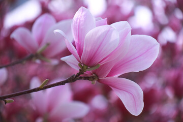 pink magnolia blossom © Ziru