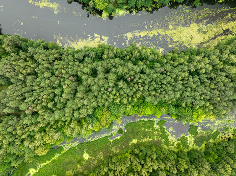 Curving river in deep green forest, summer aerial view, Poland.