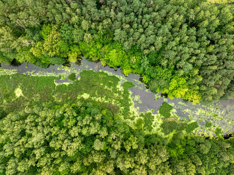 Bird's-eye perspective of winding forest river in summer, Poland.