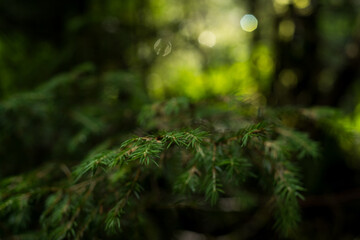 Green spruce branch with needles in misty forest with sunny bokeh light spots for nature concept © Iuliia Pilipeichenko