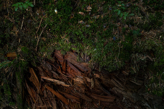 Forest floor with rotten wood, moss and needles for natural texture and ecology concept