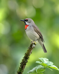 Obraz premium Beautiful and Colorful Songbird Perched on a Tree Branch in a Lush Green Forest