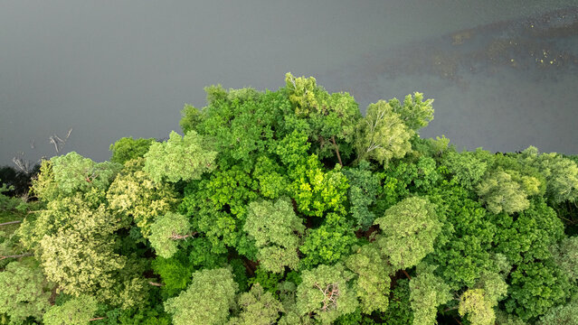 Bird's-eye view of Polish river and green summer woodland.