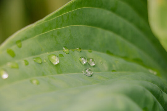 Fresh raindrops glistening on a vibrant green leaf in soft natural light, close-up macro nature background highlighting freshness
