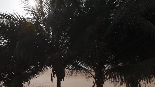 Aerial low pass over backlit palm trees with sun flare above a tropical beach
