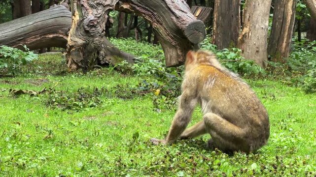 Barbary macaque sitting on grass in forest looking around and foraging for food. Monkey in a natural habitat observing their environment in this wildlife footage.