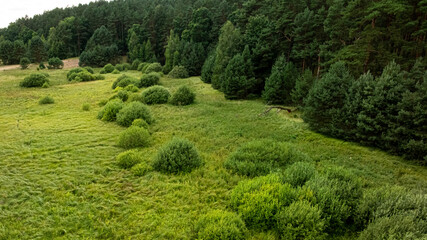 Naklejka premium Aerial perspective over swamps and green forest in summer, Poland.