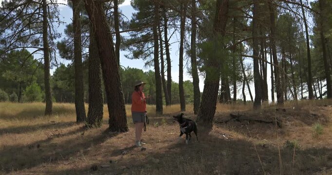 Person strolls with two dogs among tall pine trees