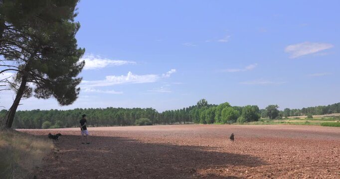 Person leads dogs through large open field bordered by pine trees