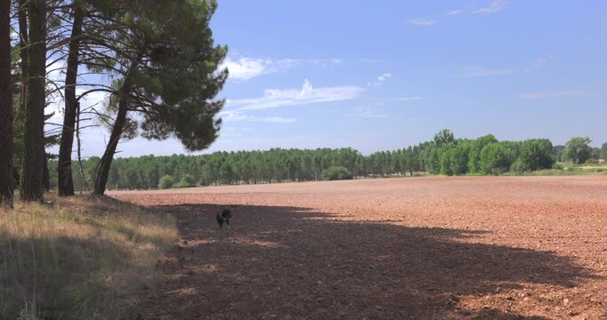 Dog runs freely across open field near tall pine trees