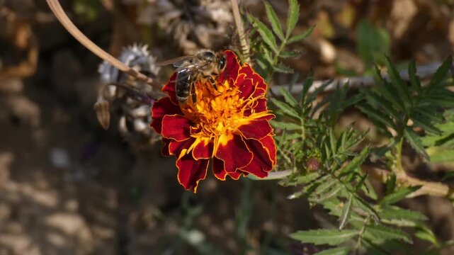 Hoverfly pollinating red marigold Tagetes flower in outdoor garden and flying away, medium shot, sunlight. Pollination and Ecosystem.