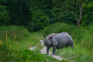 Greater One-Horned Rhinoceros walking down forest track in Kaziranga National Park, Assam, India © Diganta Kumar sarma