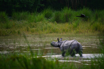 Greater One-Horned Rhinoceros wading in wetland lake with flying bird in Kaziranga National Park, Assam, India © Diganta Kumar sarma