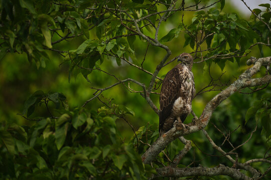 Changeable Hawk-Eagle (Nisaetus cirrhatus) perched in dense forest canopy in Kaziranga National Park, Assam, India